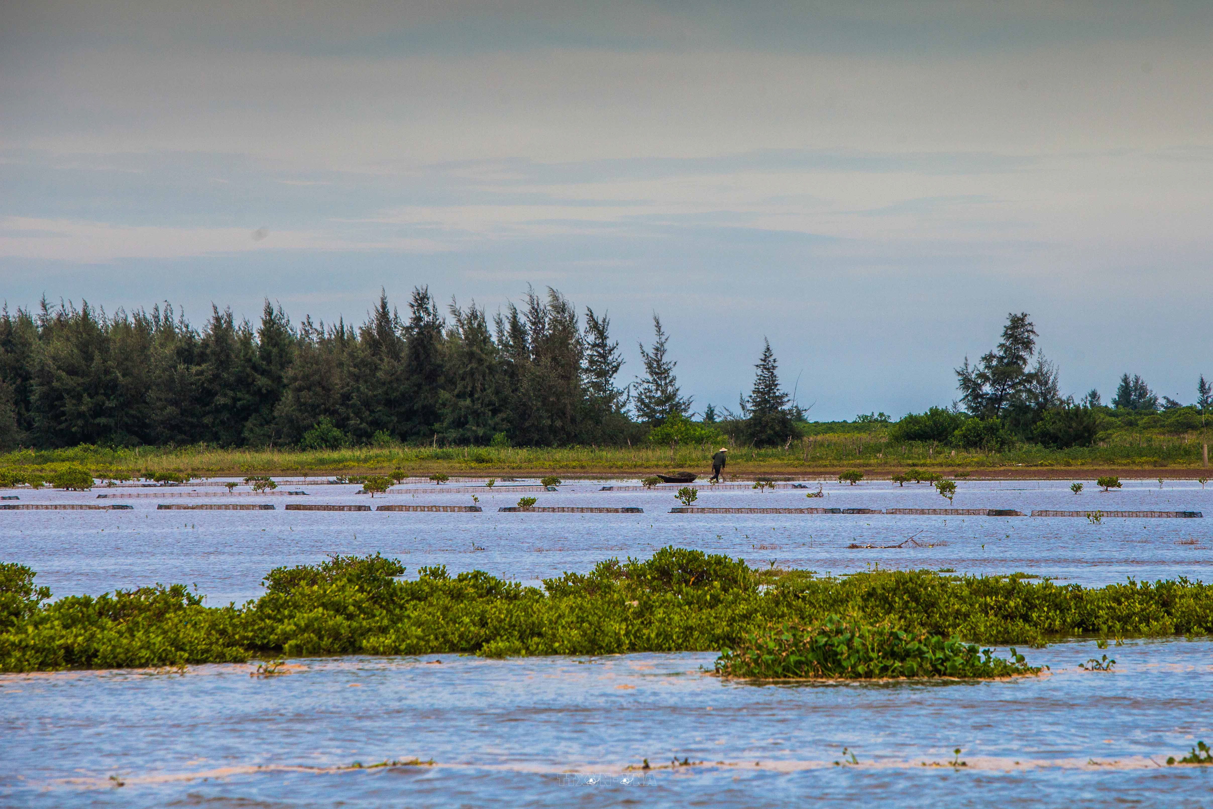 Du lịch sinh thái Vườn quốc gia Xuân Thủy Hệ sinh thái độc đáo Du lịch sinh thái Vườn quốc gia Xuân Thủy Hệ sinh thái độc đáo