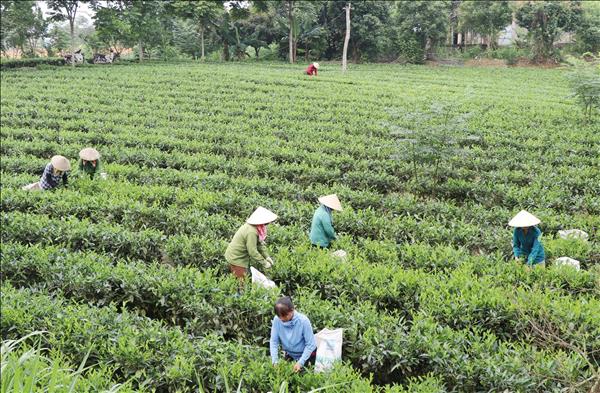 Ngày Chè thế giới (21/5): Chè - đồ uống phổ biến thứ hai thế giới