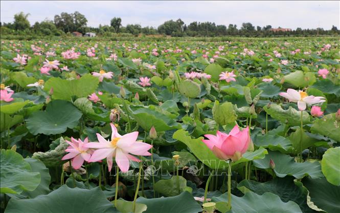 Đồng Tháp (đến 12/6/2025)