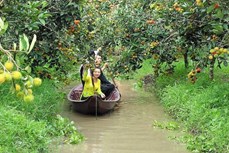 Vĩnh Long (đến 12/6/2025)