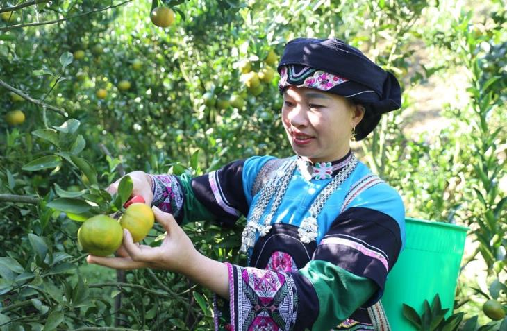 Dân tộc Bố Y